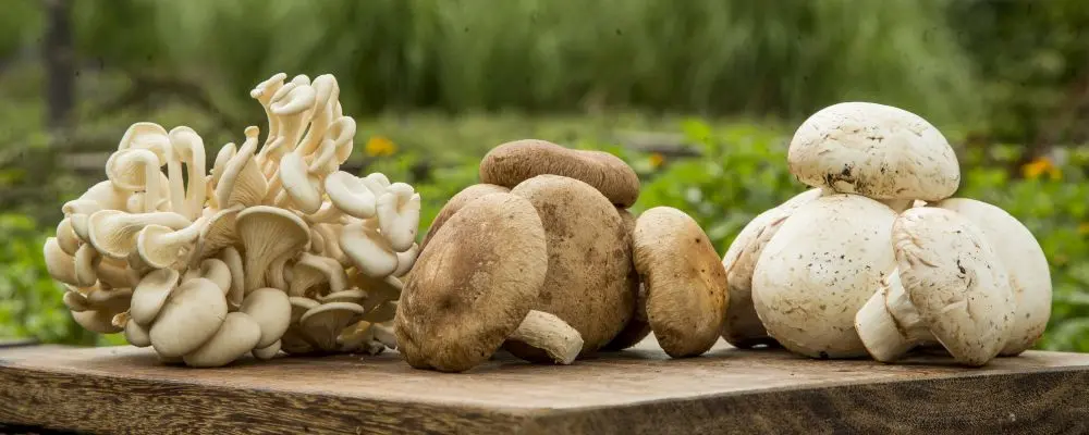 Cogumelos comestíveis: aprenda a preparar e a combinar com outros alimentos