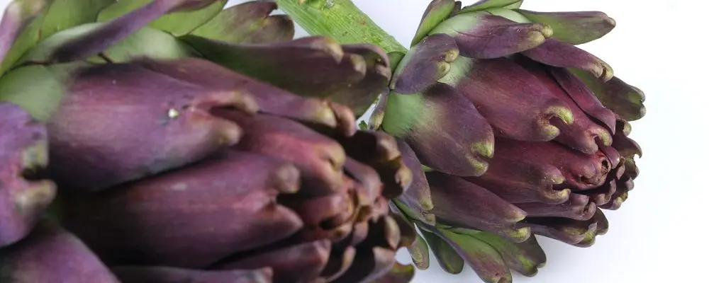 É tempo de alcachofra! Assista e aprenda a escolher, cozinhar e preparar molhos