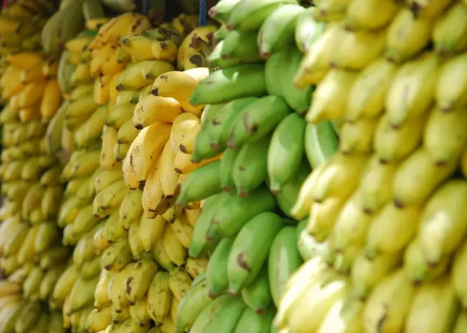 Os alimentos orgânicos são produzidos por agricultores da região de Curitiba e de estados do sul. Foto: divulgação.