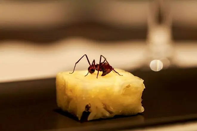 Prato criado por Alex Atala, que leva formiga saúva no preparo. Foto: divulgação.