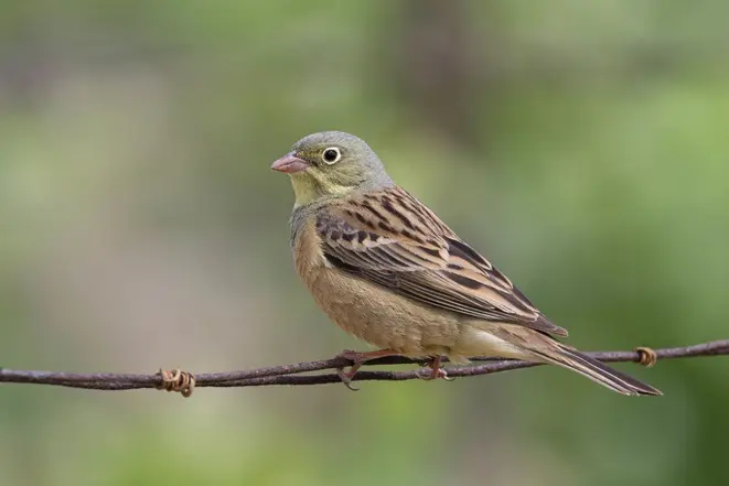 Apesar de proibido, o ortolan ainda é encontrado no mercado negro. Foto: Visualhunt.