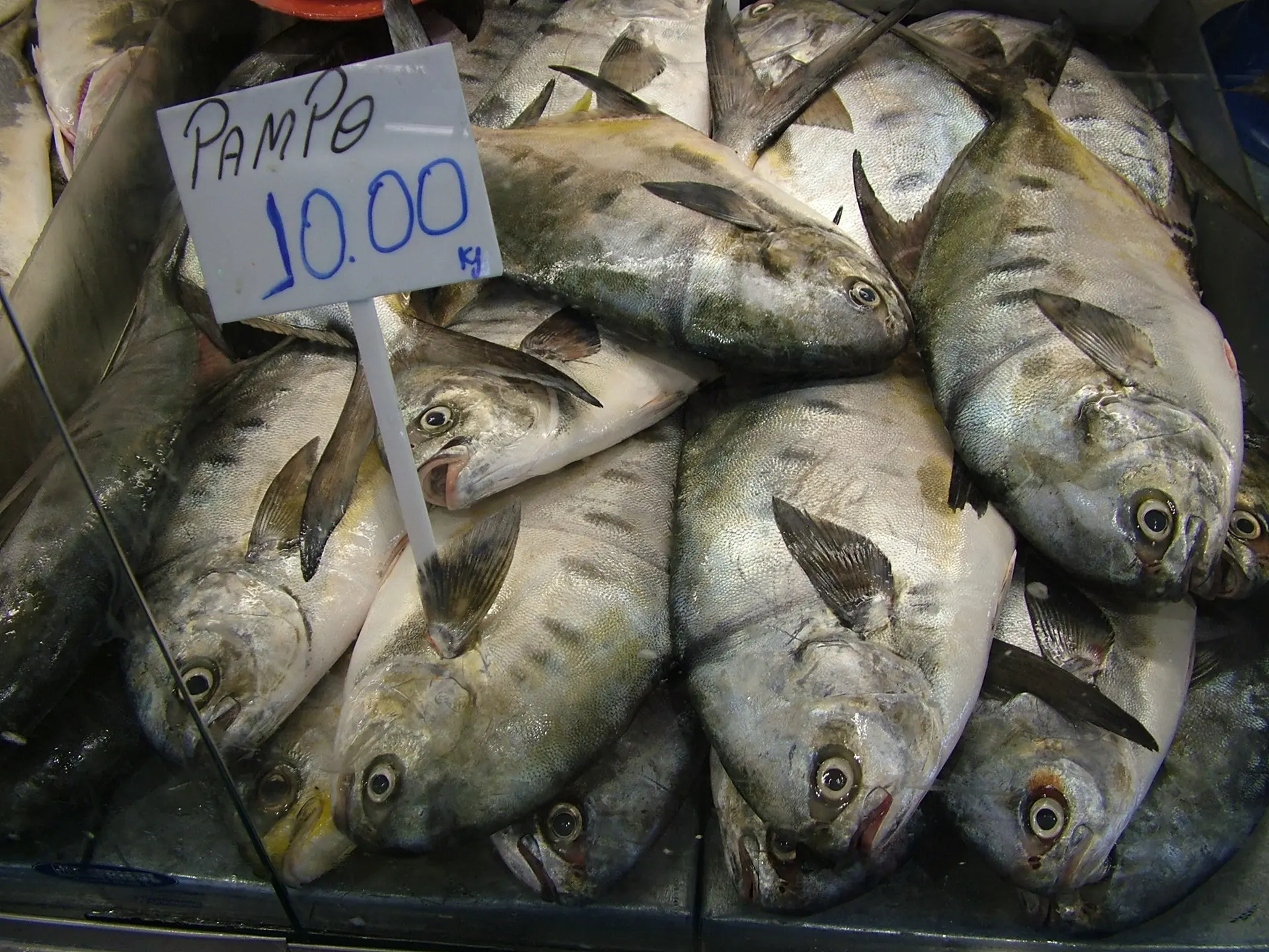 SC tem 130 espécies de peixes, mas o salmão é o mais pedido nos restaurantes