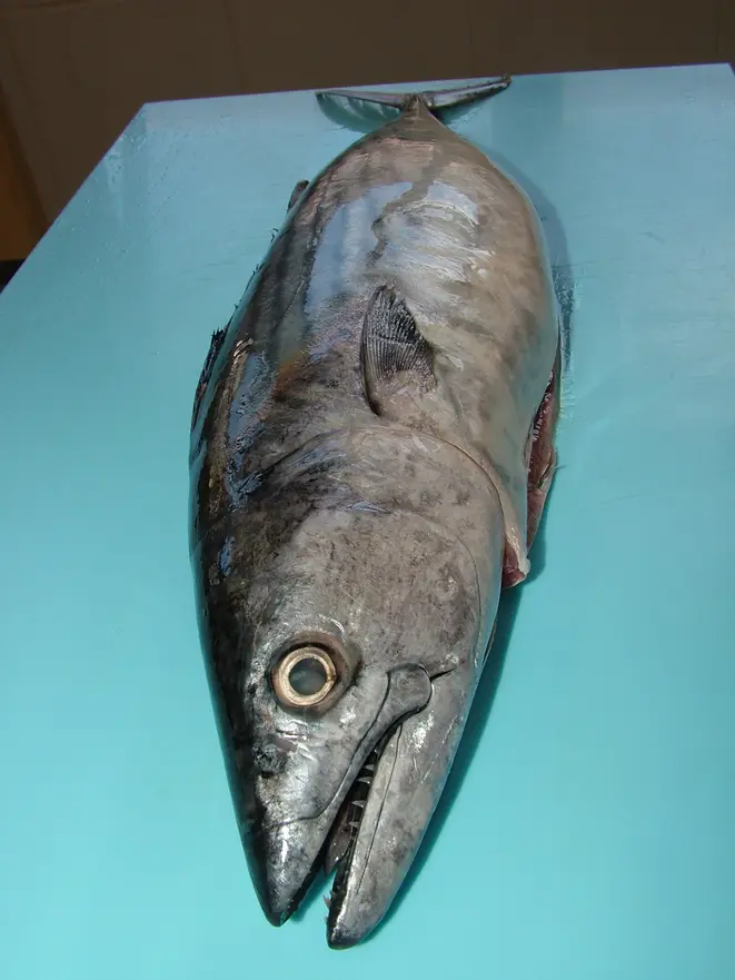 serrinha