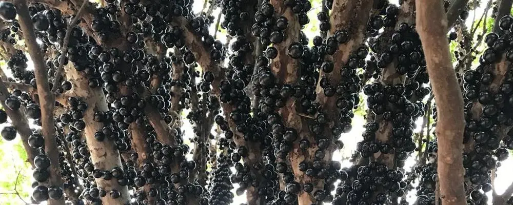 Para comer à vontade: há quase 60 anos fazenda brasileira faz open de jabuticaba