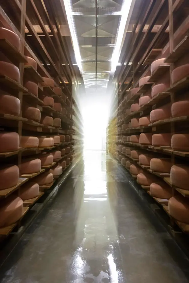 A produção do queijo mandala, da Pardinho Artesanal, é de aproximadamente 7 mil quilos por ano. Cada peça tem quase 12 quilos. Foto: Thomas Baccaro / Divulgação