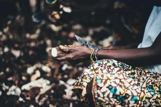 A atenção de chefs como Alex Atala se volta aos usos da mandioca como ingrediente por populações originárias em receitas "pré-Cabralinas". Foto: Annie Spratt/Unsplash