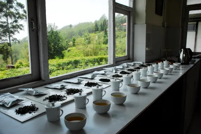 Degustação de chás darjeeling. Foto: Dani Lieuthier/Divulgação