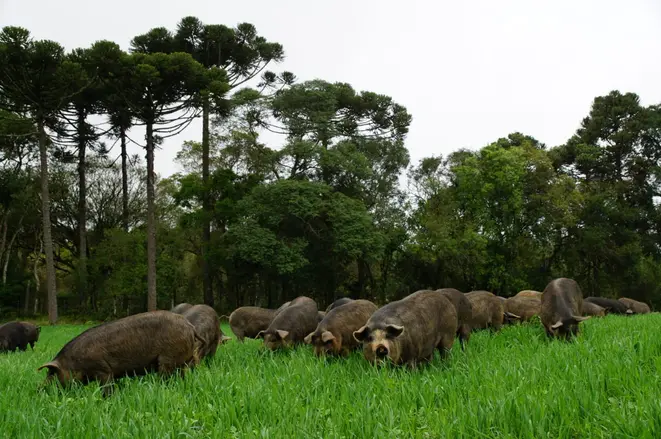 Porco Moura criado em Piraquara, Paraná: criado solto e com alimentação que segue os requisitos do Grupo Jamie Oliver. Foto: Divulgação