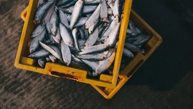 Pesca artesanal e aproveitamento integral do peixe fazem parte da transformação pela gastronomia. Foto: Pixabay