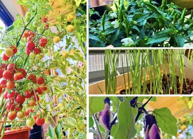 No canto escolhido, no jardim, na sacada entre comestíveis e não comestíveis, o cultivo urbano democrático soma perfumes, colore a casa, invade a mesa com o melhor e mais fresco sabor