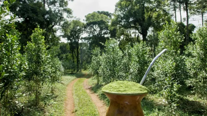 Erval da Ervateira Baronesa, em São Mateus do Sul.