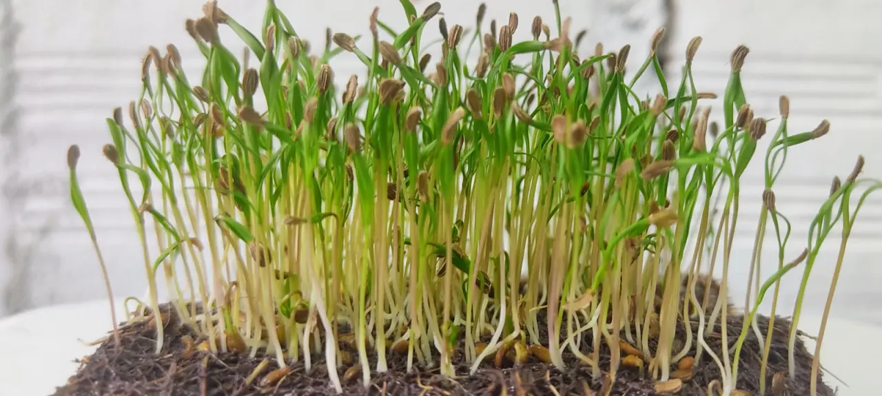 Os microverdes entraram pra valer na gastronomia. E não apenas pela beleza