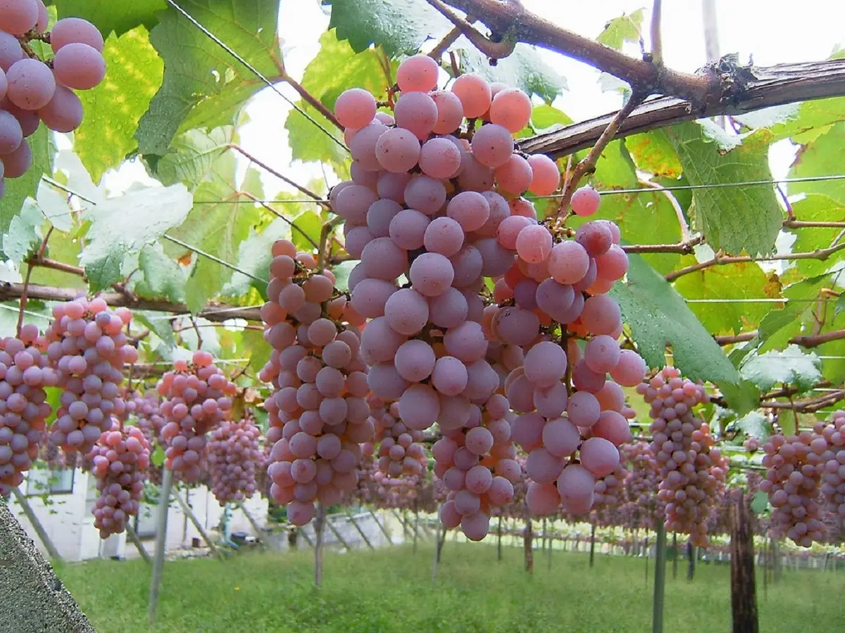 Você conhece vinhos do Japão? Saiba o que a Terra do Sol Nascente tem a oferecer