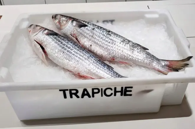 As tainhas estão chegando diariamente à Trapiche Pescados, neste início de temporada. | Foto: Anacreon de Téos